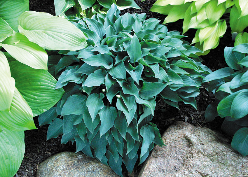 SLIM AND TRIM Sebright Gardens